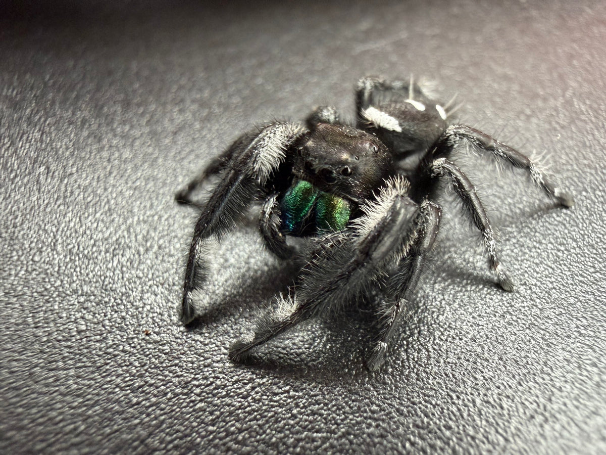 Jumper 021, Regal Jumping Spider (Phidippus regius), close front three-quarter view showing green chelicerae and white abdominal marks