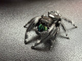 Regal Jumping Spider (Phidippus regius) 021