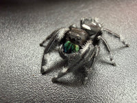 Jumper 021, Regal Jumping Spider (Phidippus regius), close front three-quarter view showing green chelicerae and white abdominal marks