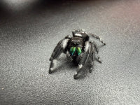 Jumper 021, Regal Jumping Spider (Phidippus regius), front view on a dark surface showing green chelicerae
