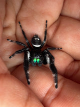 Regal Jumping Spider (Phidippus regius) 022