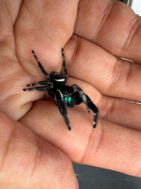Jumper 022, Regal Jumping Spider (Phidippus regius), angled view on a hand showing the black body and white band
