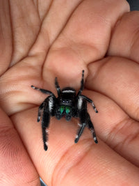 Jumper 022, Regal Jumping Spider (Phidippus regius), front view in a palm showing green chelicerae