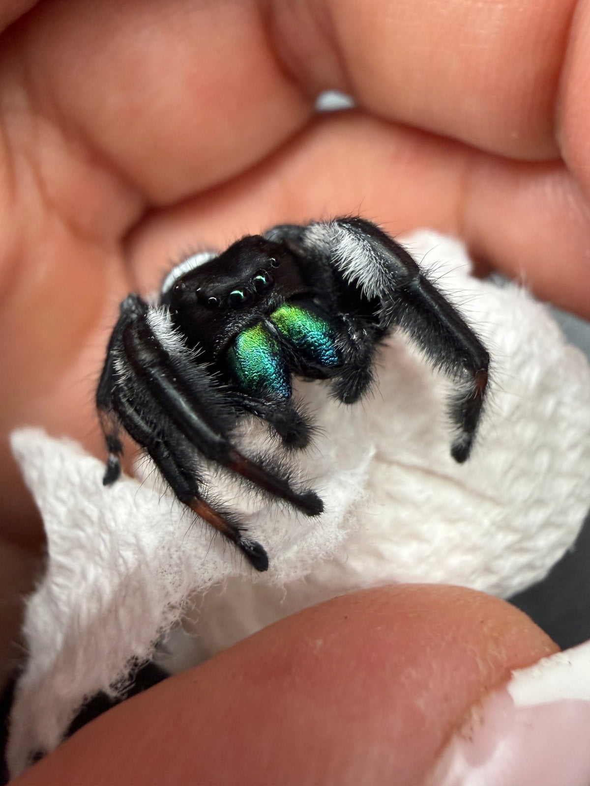 Jumper 023, Regal Jumping Spider (Phidippus regius), close front view showing iridescent green-blue chelicerae