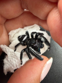 Jumper 023, Regal Jumping Spider (Phidippus regius), view from above showing the white abdominal band and black legs
