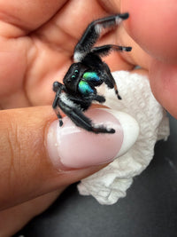 Jumper 023, Regal Jumping Spider (Phidippus regius), climbing onto a fingertip showing iridescent chelicerae