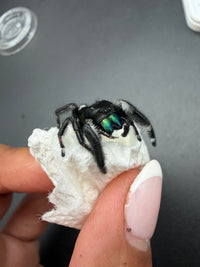 Jumper 024, Regal Jumping Spider (Phidippus regius), angled view on a paper towel showing iridescent chelicerae