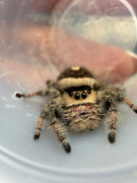 Jumper 025, Regal Jumping Spider (Phidippus regius), front view in a clear cup showing cream and brown coloring