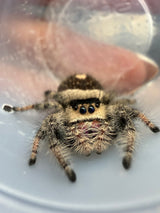 Regal Jumping Spider (Phidippus regius) 025