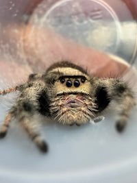 Jumper 025, Regal Jumping Spider (Phidippus regius), close front view showing tan facial hairs