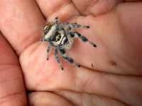 Jumper 026, Regal Jumping Spider (Phidippus regius), on a palm showing gray-and-black banded legs