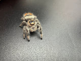 Regal Jumping Spider (Phidippus regius) 026
