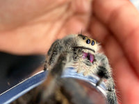 Jumper 026, Regal Jumping Spider (Phidippus regius), close side view showing purple chelicerae
