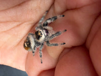 Jumper 026, Regal Jumping Spider (Phidippus regius), on a hand showing the orange-brown abdomen and gray legs