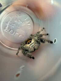 Jumper 027, Regal Jumping Spider (Phidippus regius), inside a clear cup showing gray body hairs