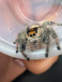 Jumper 027, Regal Jumping Spider (Phidippus regius), front view showing an orange and black face band