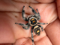 Jumper 027, Regal Jumping Spider (Phidippus regius), view from above showing a black abdomen with orange spots
