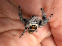 Jumper 027, Regal Jumping Spider (Phidippus regius), on a hand showing orange face markings and banded legs