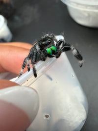 Jumper 028, Regal Jumping Spider (Phidippus regius), front view on a cup rim showing bright green chelicerae