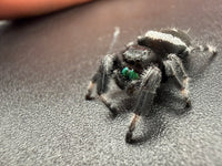 Jumper 028, Regal Jumping Spider (Phidippus regius), angled view on a dark surface showing the white abdominal band