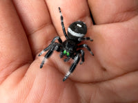 Jumper 028, Regal Jumping Spider (Phidippus regius), on a hand showing the white abdominal band and green chelicerae