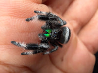 Jumper 028, Regal Jumping Spider (Phidippus regius), close view on a hand showing green chelicerae and white leg fringes