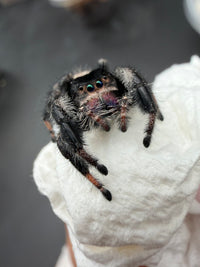 Jumper 029, Regal Jumping Spider (Phidippus regius), front view on a paper towel showing purple chelicerae