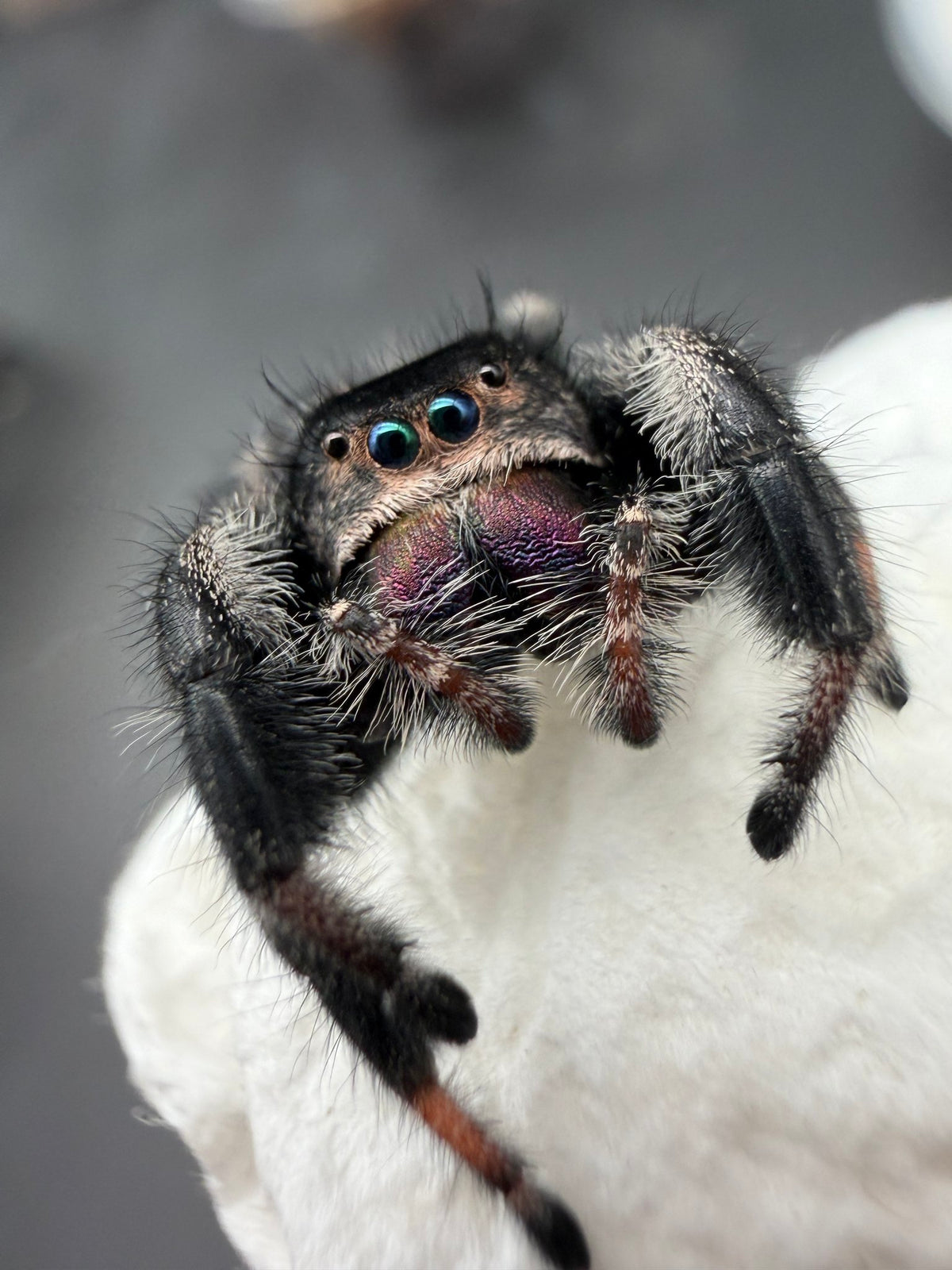 Jumper 029, Regal Jumping Spider (Phidippus regius), close front view showing purple chelicerae and dark gray hairs