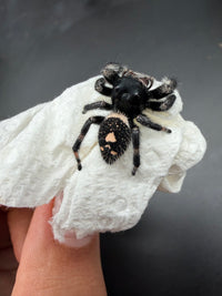Jumper 029, Regal Jumping Spider (Phidippus regius), view from above showing a black abdomen with cream spots