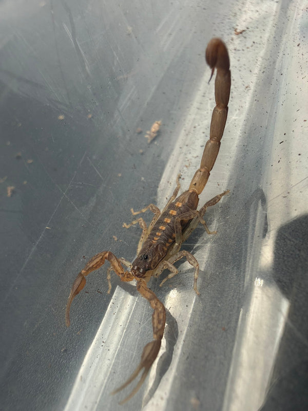 Keys Bark Scorpion (Centruroides guanensis) Size TBD