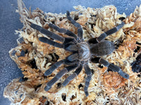 Long Na Earth Tiger Tarantula (Ornithoctoninae sp. "Long Na"), overhead view of dark legs on pale moss