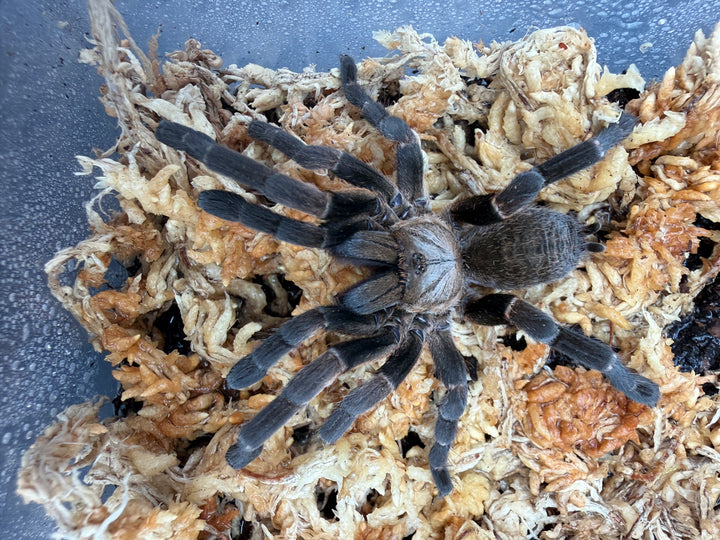Long Na Earth Tiger Tarantula (Ornithoctoninae sp. "Long Na"), overhead view of dark legs on pale moss