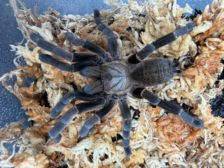 Long Na Earth Tiger Tarantula (Ornithoctoninae sp. "Long Na"), dark legs and grey-brown carapace on moss