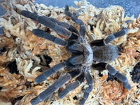 Long Na Earth Tiger Tarantula (Ornithoctoninae sp. "Long Na"), close-up of its carapace and dark front legs