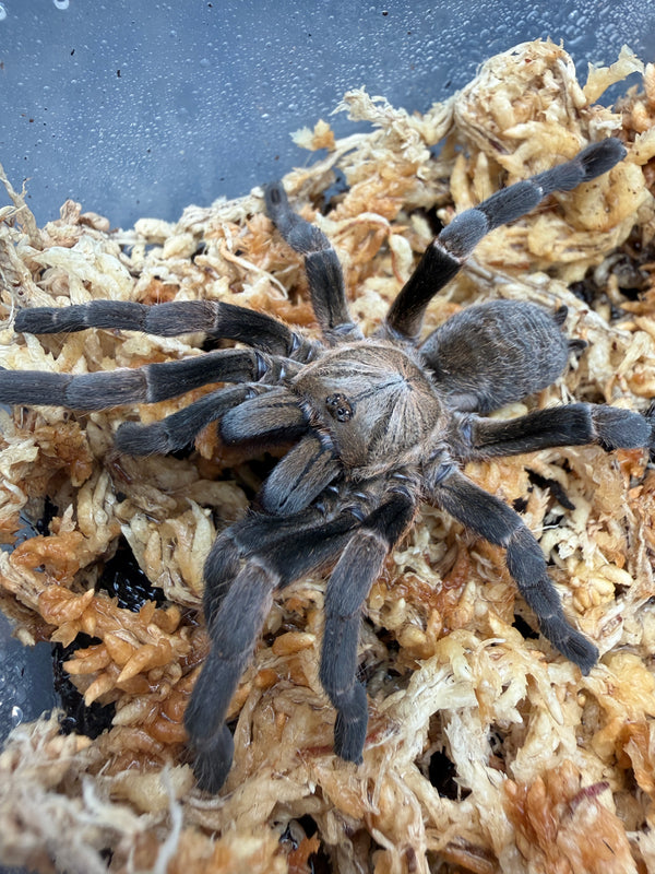 Long Na Earth Tiger Tarantula (Ornithoctoninae sp. "Long Na"), front view with legs spread on moss
