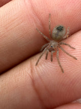 Madera Canyon Tarantula (Aphonopelma madera)