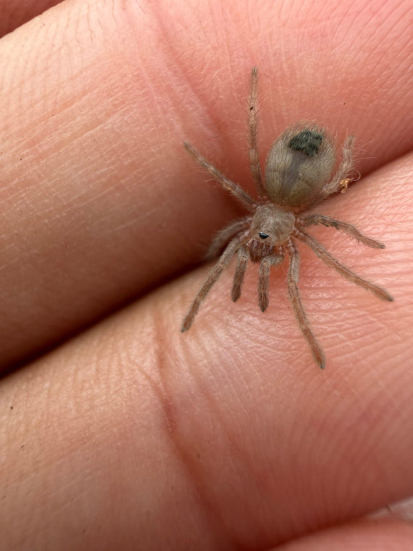 Madera Canyon Tarantula (Aphonopelma madera) Sling (CB, size TBD)