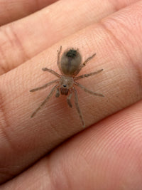 Madera Canyon Tarantula (Aphonopelma madera) Sling (CB, size TBD)