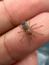 Madera Canyon Tarantula (Aphonopelma madera) Sling (CB, size TBD)