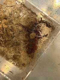 Malaysian Cherry Red Centipede, Scolopendra dehaani, image 2
