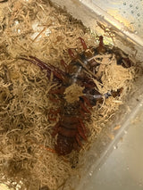Malaysian Cherry Red Centipede (Scolopendra dehaani) - 5-8 in