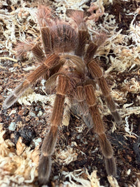 Mascara Birdeater Tarantula, Pamphobeteus sp. Mascara, image 2