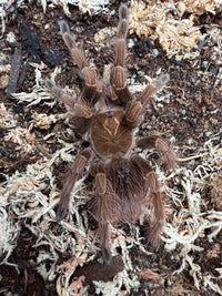 Mascara Birdeater Tarantula, Pamphobeteus sp. Mascara, image 3