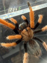Mexican Bloodleg Tarantula (Aphonopelma bicoloratum)