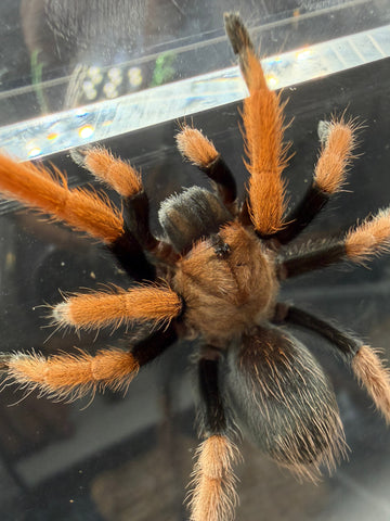 Mexican Bloodleg Tarantula (Aphonopelma bicoloratum), image 1