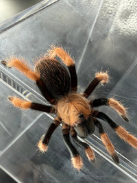 Mexican Bloodleg Tarantula (Aphonopelma bicoloratum), image 2