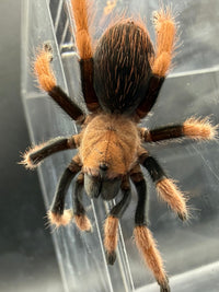 Mexican Bloodleg Tarantula (Aphonopelma bicoloratum), image 3