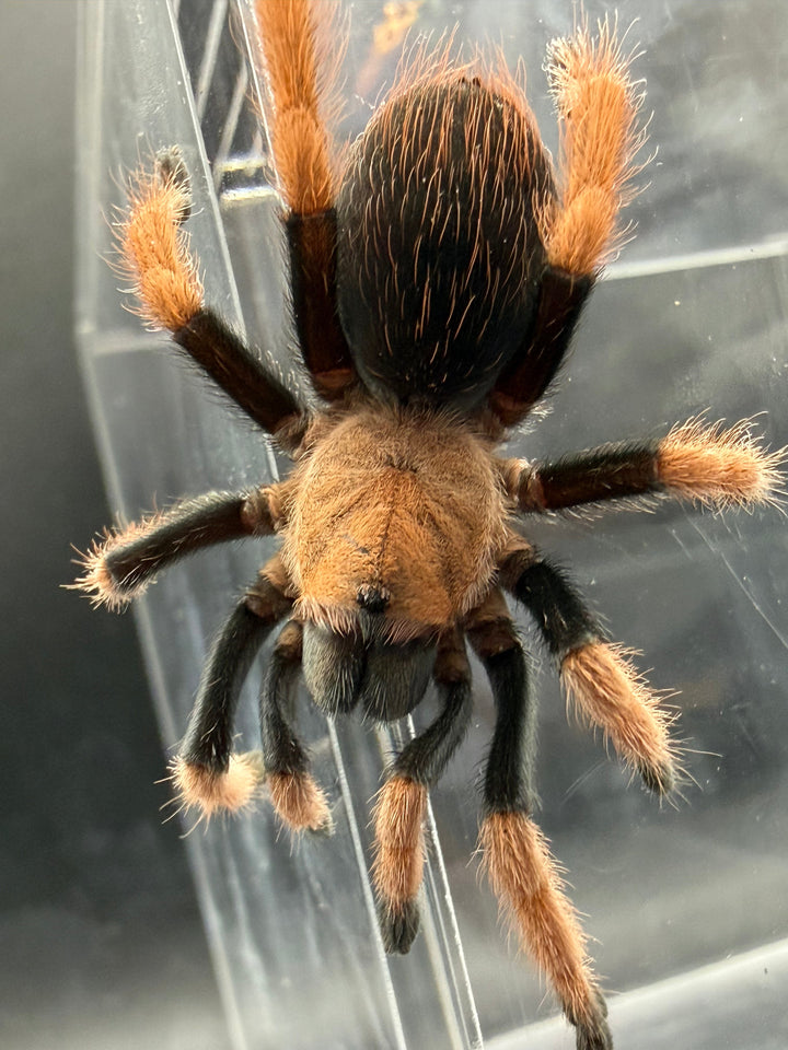 Mexican Bloodleg Tarantula (Aphonopelma bicoloratum), image 3