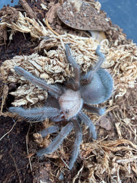 Mexican Golden Red Rump Tarantula, Brachypelma albiceps, image 2