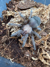 Mexican Golden Red Rump Tarantula, Brachypelma albiceps, image 3